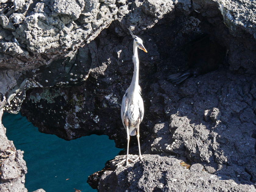 Great Blue Heron on Puerto Egas, Santiago Island