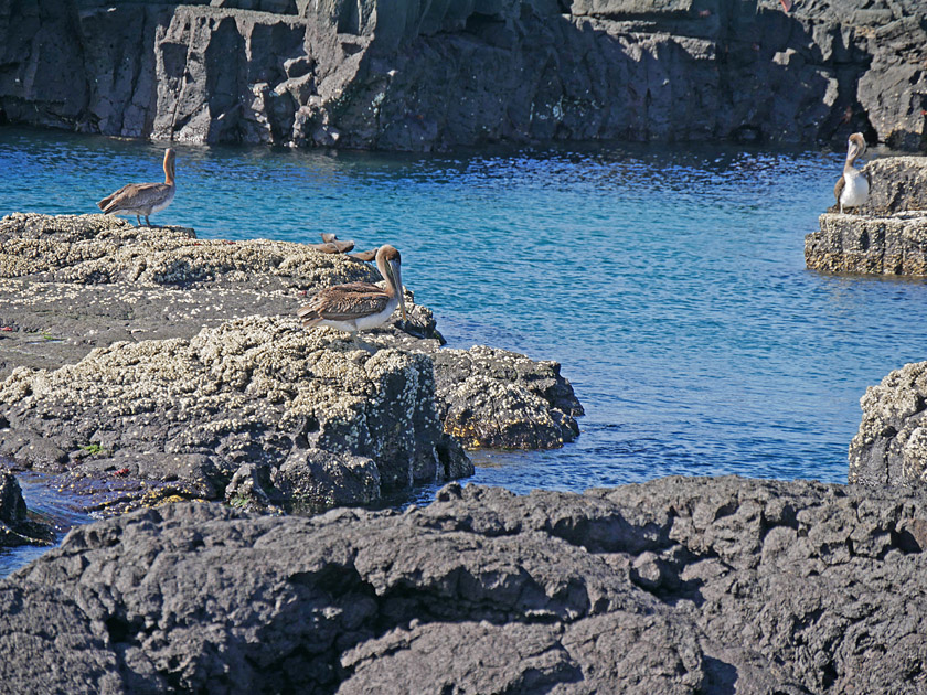 Brown Pelicans on Puerto Egas, Santiago Island