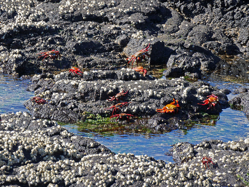 Sally Lightfoot Crabs, Puerto Egas, Santiago Island