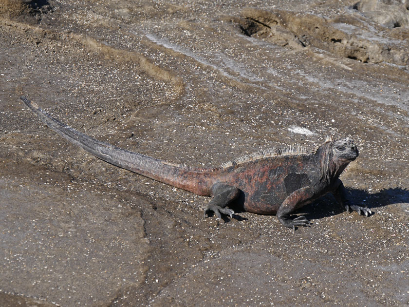 Marine Iguana on Puerto Egas, Santiago Island