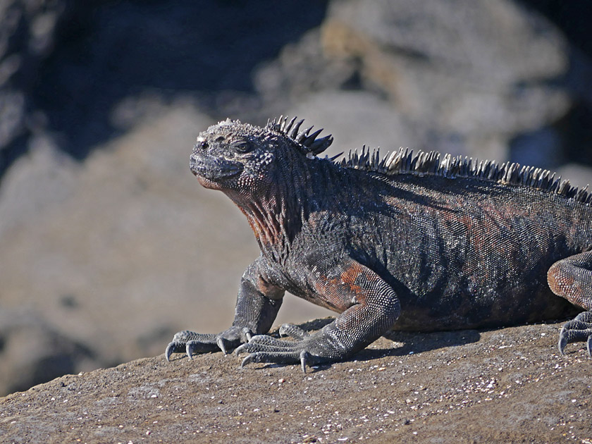 Marine Iguana on Puerto Egas, Santiago Island