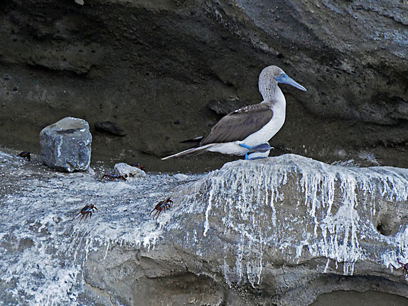 Blue-Footed Booby, Tagus Cove, Isabela Island