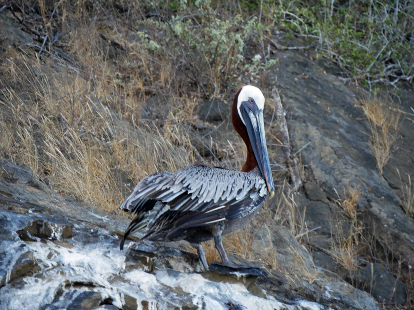 Brown Pelican at Tagus Cove, Isabela Island