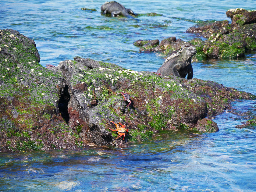 Marine Iguana at Espinoza Point Shoreline, Fernandina Island