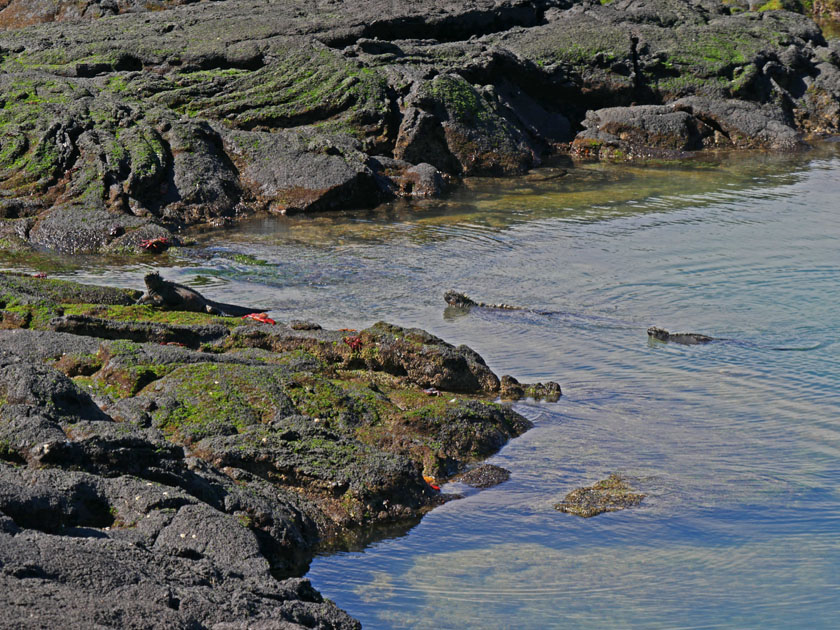 Marine Iguanas Swimming, Fernandina Island Shore