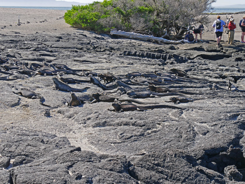 Marine Iguanas, Fernandina Island