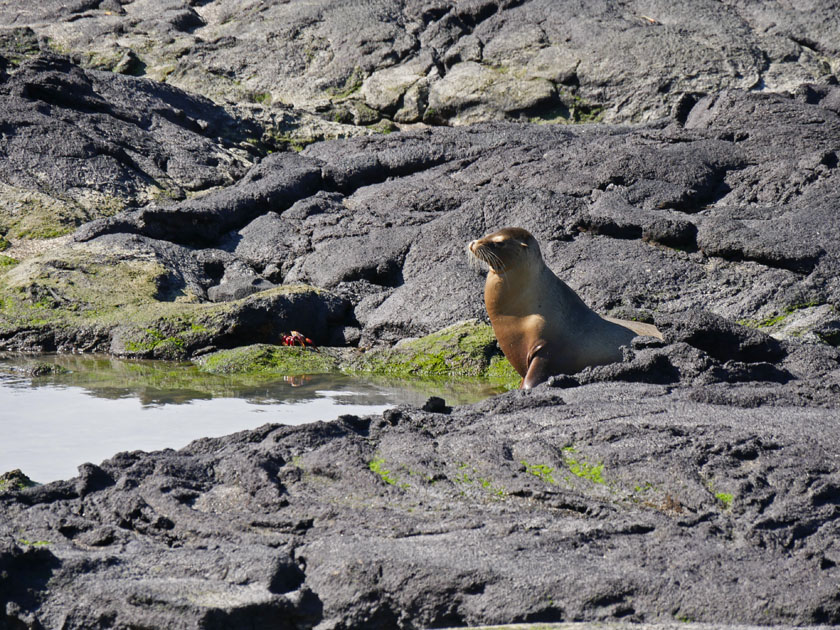 Young Galaapgos Sea Lion, Fernandina Island