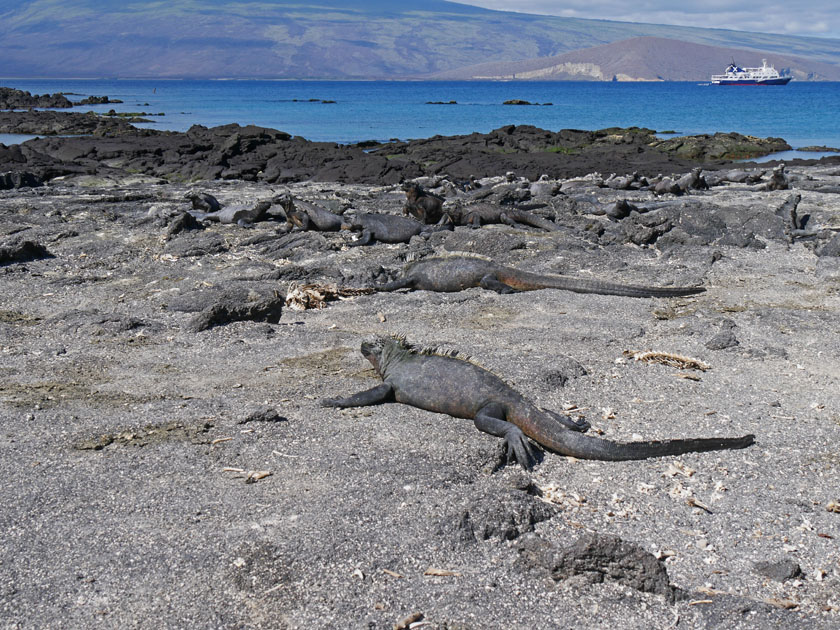 Marine Iguanas, Fernandina Island