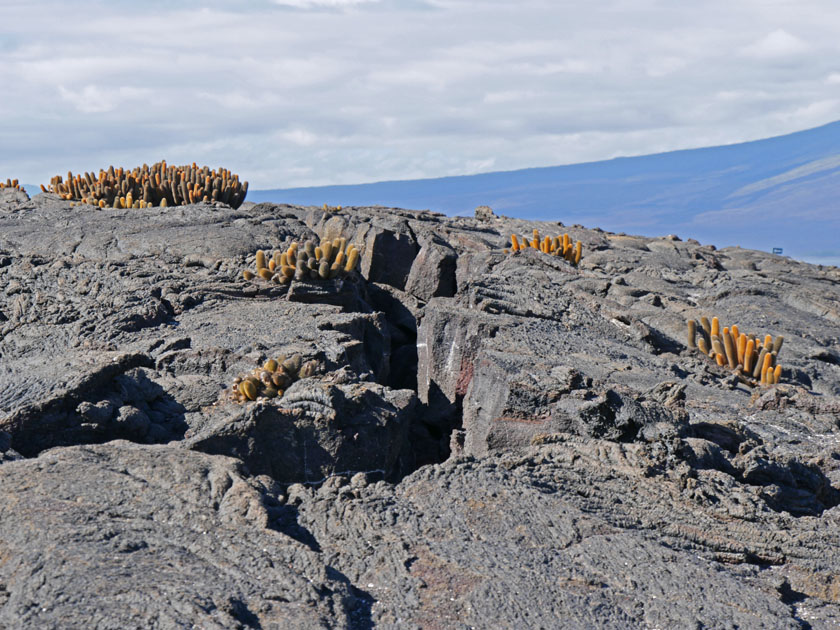 Lava Cactus, Fernandina Island