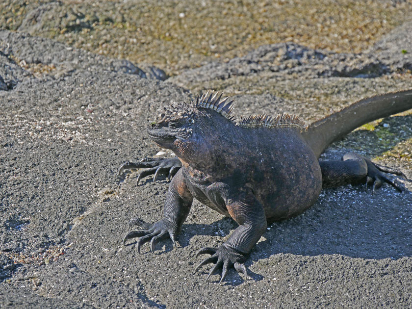 Marine Iguana, Fernandina Island