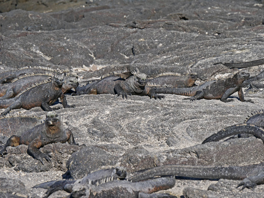 Marine Iguanas, Fernandina Island