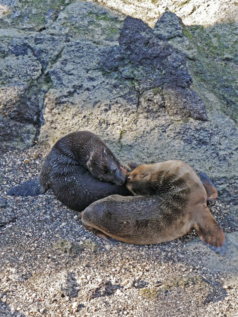 Galapagos Sea Lions, Fernandina Island