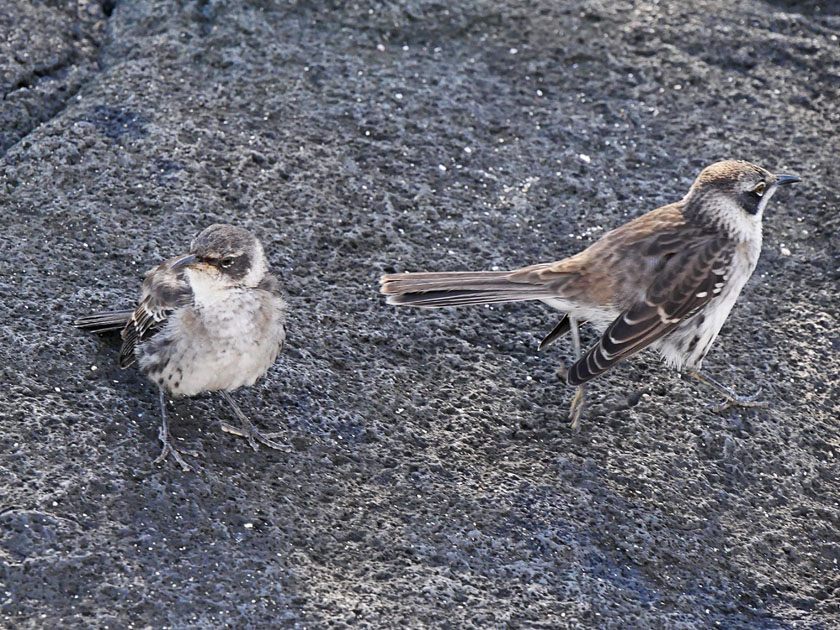 Galapagos Mockingbirds, Fernandina Island