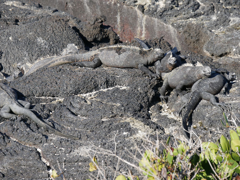 Marine Iguanas, Fernandina Island