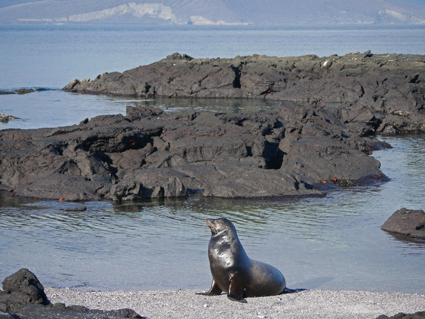 Galapagos Sea Lion, Fernandina Island