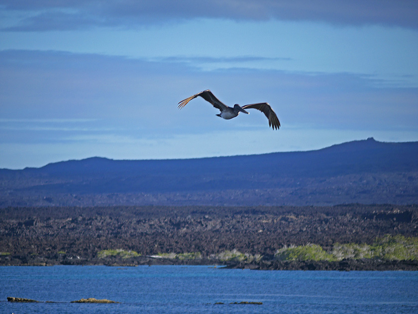 Brown Pelican in Flight, Fernandina Island