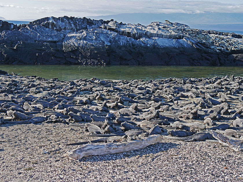 Marine Iguanas, Fernandina Island