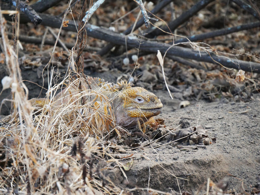 Galapagos Land Iguana, Urbina Bay, Isabela Island