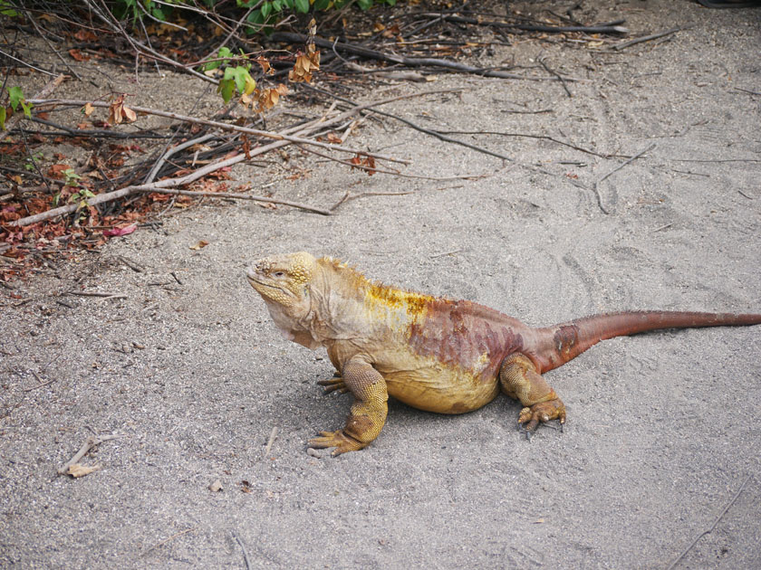 Galapagos Land Iguana, Urbina Bay, Isabela Island