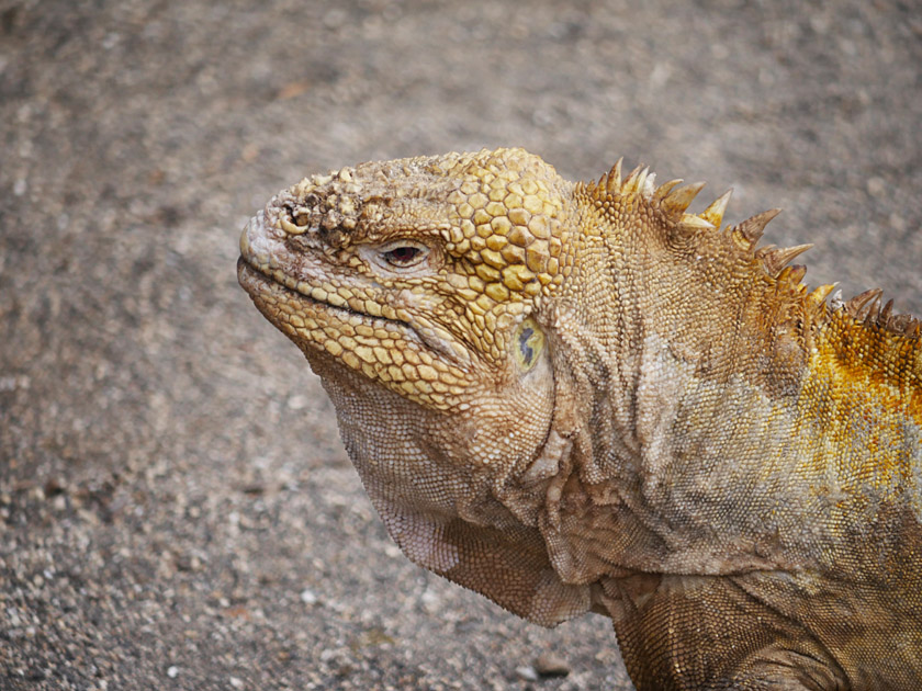 Galapagos Land Iguana, Urbina Bay, Isabela Island