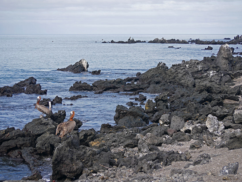 Brown Pelicans, Urbina Bay Shoreline, Isabela Island