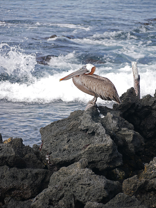 Brown Pelican, Urbina Bay Shoreline, Isabela Island