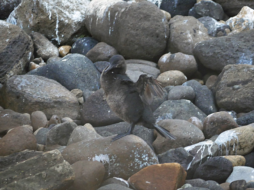 Flightless Cormorant, Isabela Island