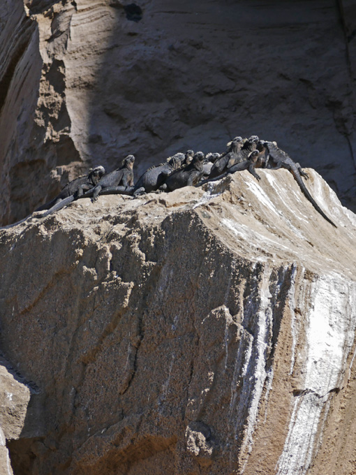 Marine Iguanas, Isabela Island