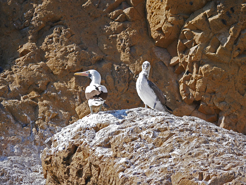 Nazca Boobies, Isabela Island