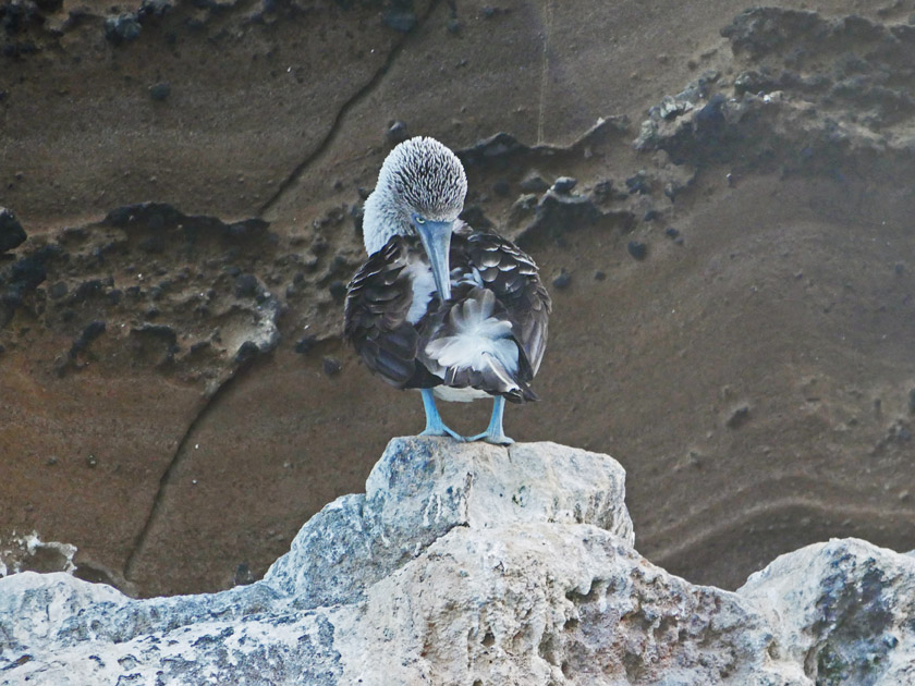 Blue-Footed Booby, Isabela Island