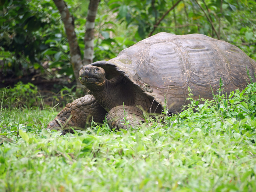 Giant Tortoise, Rancho Manzanillo, Santa Cruz Island