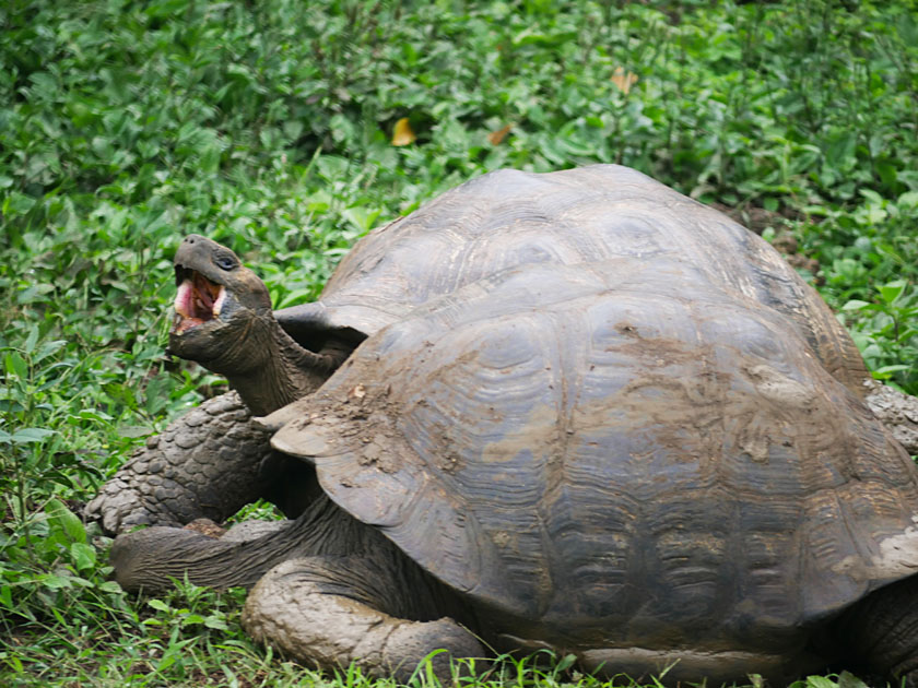 Giant Tortoise, Rancho Manzanillo, Santa Cruz Island