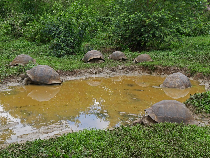 Giant Tortoises, Rancho Manzanillo, Santa Cruz Island