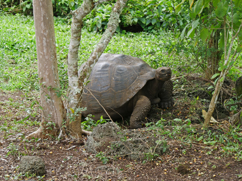 Giant Tortoise, Rancho Manzanillo, Santa Cruz Island