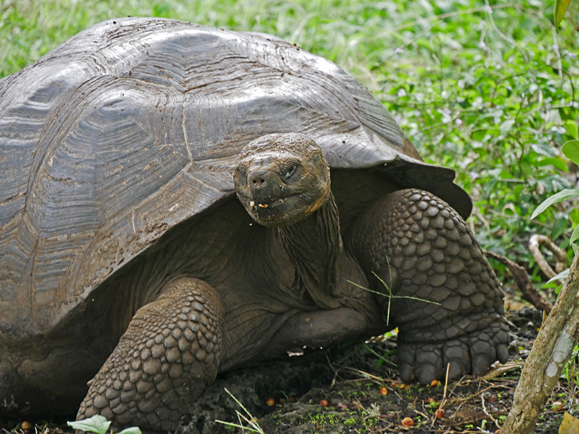 Giant Tortoise, Rancho Manzanillo, Santa Cruz Island