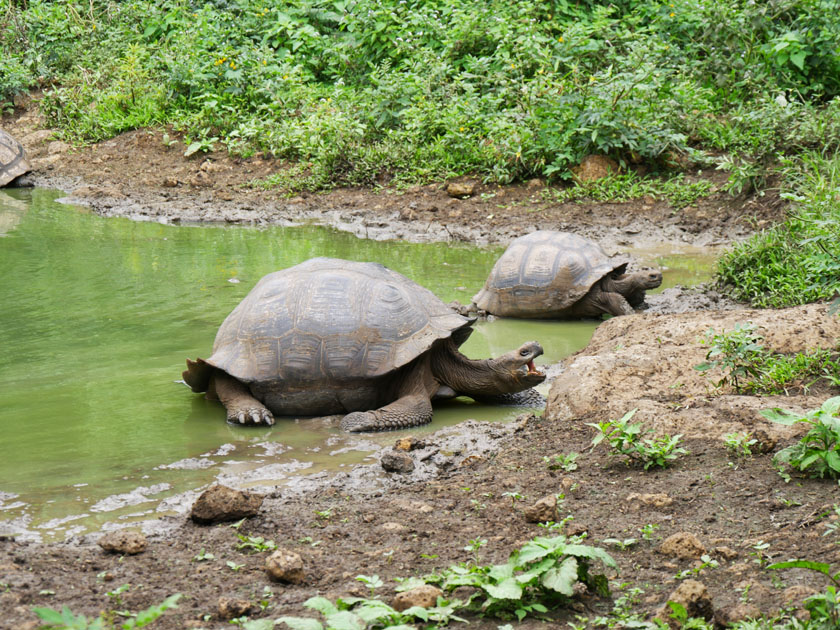 Giant Tortoises, Rancho Manzanillo, Santa Cruz Island