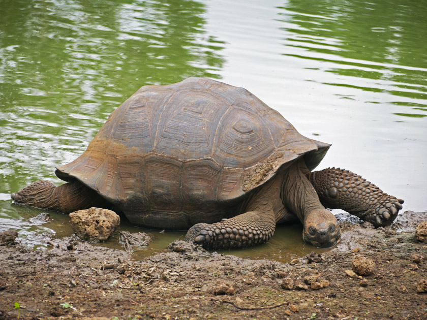 Giant Tortoise, Rancho Manzanillo, Santa Cruz Island