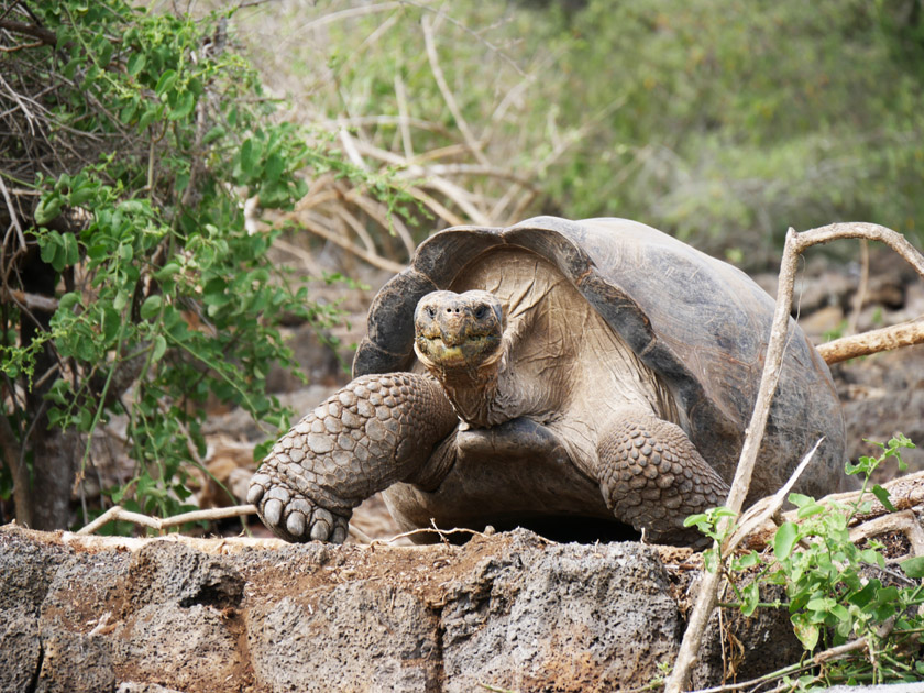 Giant Tortoise, Darwin Research Station, Santa Cruz Island