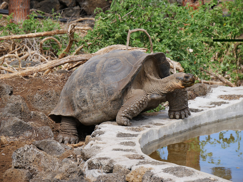 Giant Tortoise, Darwin Research Station, Santa Cruz Island