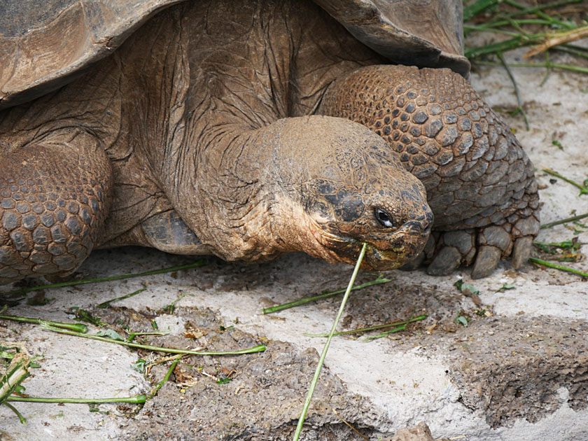 Giant Tortoise, Darwin Research Station, Santa Cruz Island