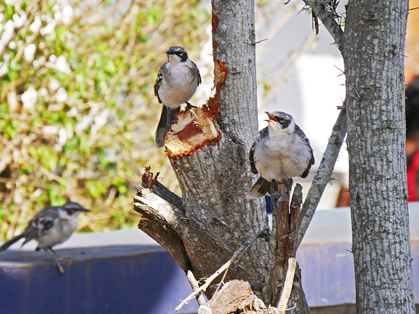 Galapagos Mockingbirds, Darwin Research Station, Santa Cruz Island