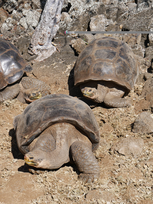 Giant Tortoises, Darwin Research Station, Santa Cruz Island