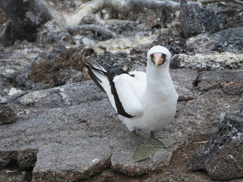 Nazca Booby, Genovesa Island