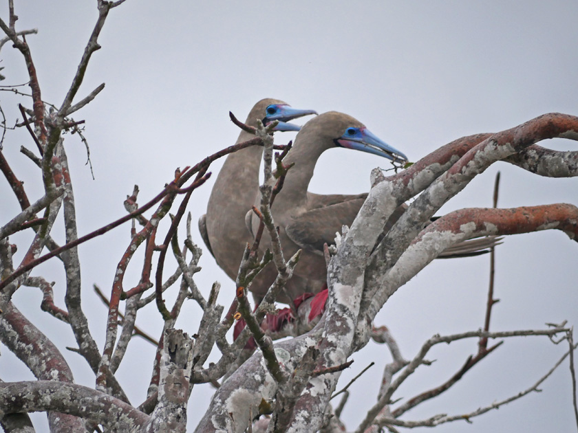 Red-Footed Boobies, Genovesa Island