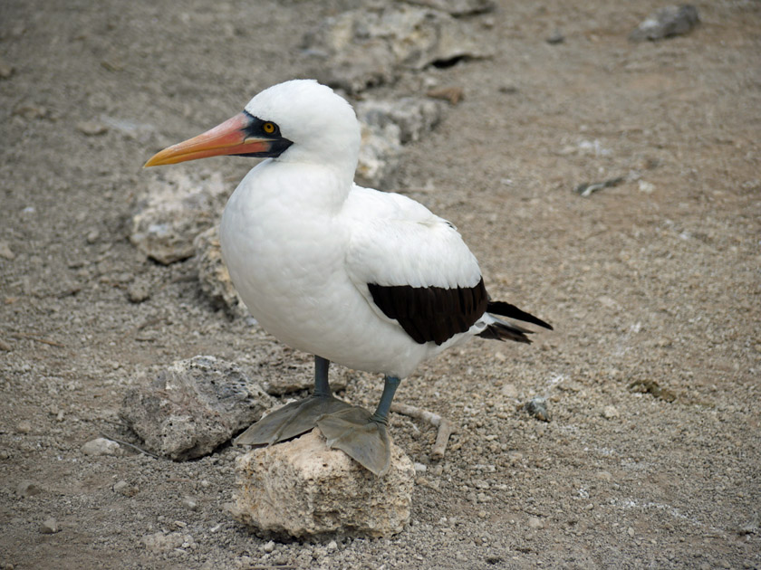 Nazca Booby, Genovesa Island