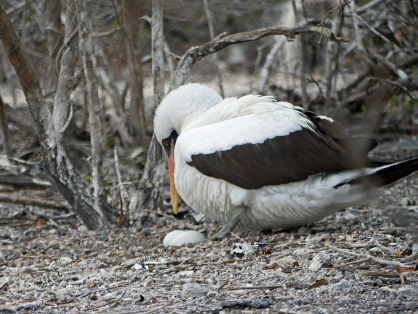 Nazca Booby With Eggs, Genovesa Island