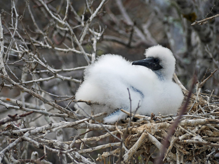 Booby Chick, Genovesa Island