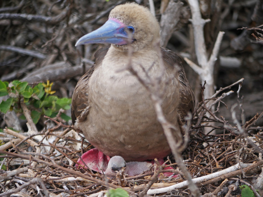 Red-Footed Booby and Chick, Genovesa Island