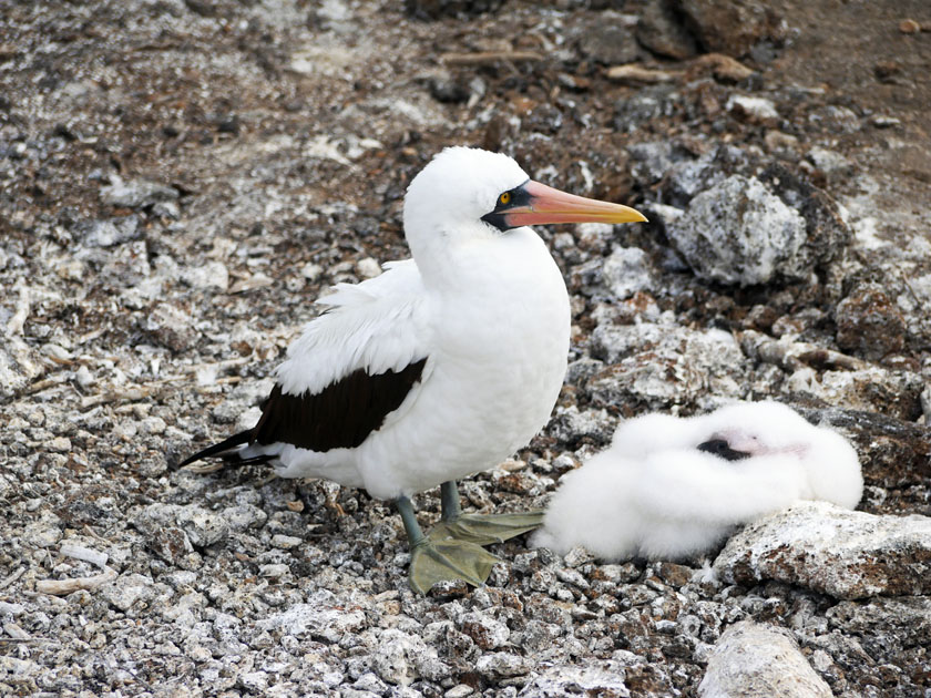 Nazca Booby and Chick, Genovesa Island