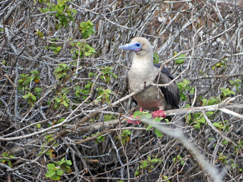 Red-Footed Booby, Genovesa Island